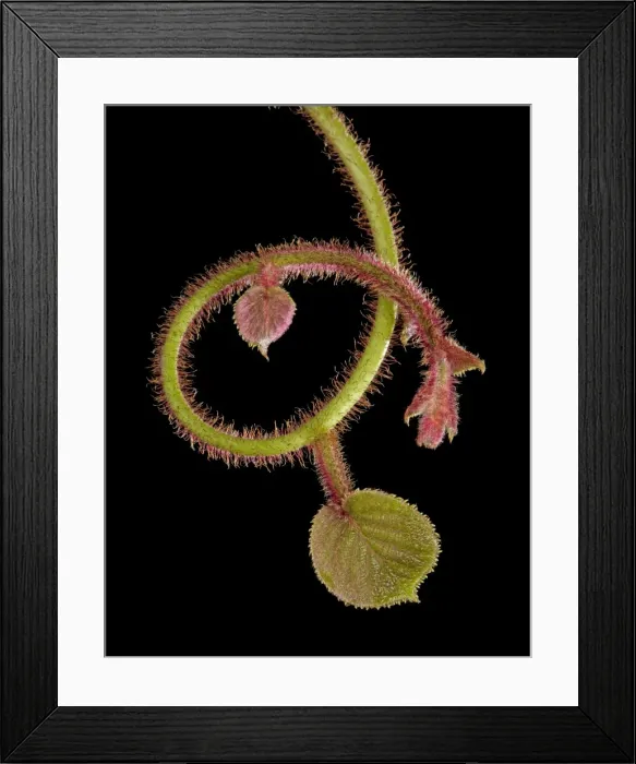 Framed Print : Picture No. 10891011 Framed Print : Picture No. 10891011
