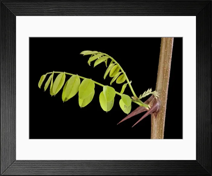 Framed Print : Picture No. 10891020 Framed Print : Picture No. 10891020