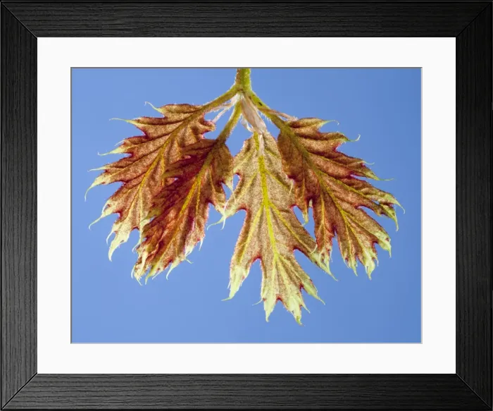 Framed Print : Picture No. 10891022 Framed Print : Picture No. 10891022