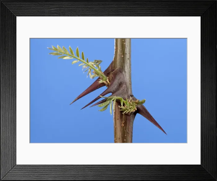 Framed Print : Picture No. 10891025