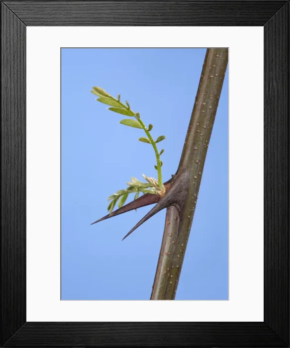 Framed Print : Picture No. 10891024 Framed Print : Picture No. 10891024
