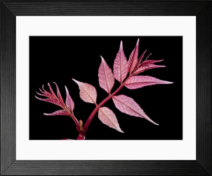 Framed Print : Picture No. 10891033 Framed Print : Picture No. 10891033