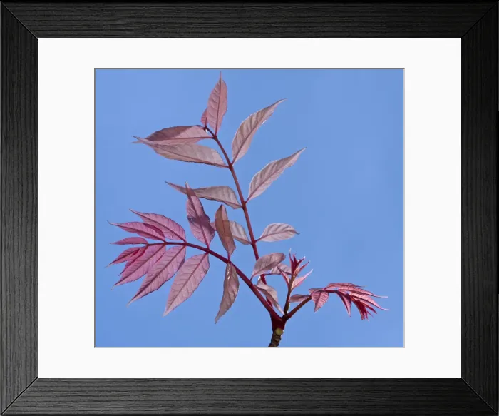 Framed Print : Picture No. 10891031 Framed Print : Picture No. 10891031