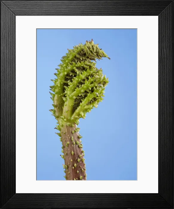 Framed Print : Picture No. 10891034 Framed Print : Picture No. 10891034