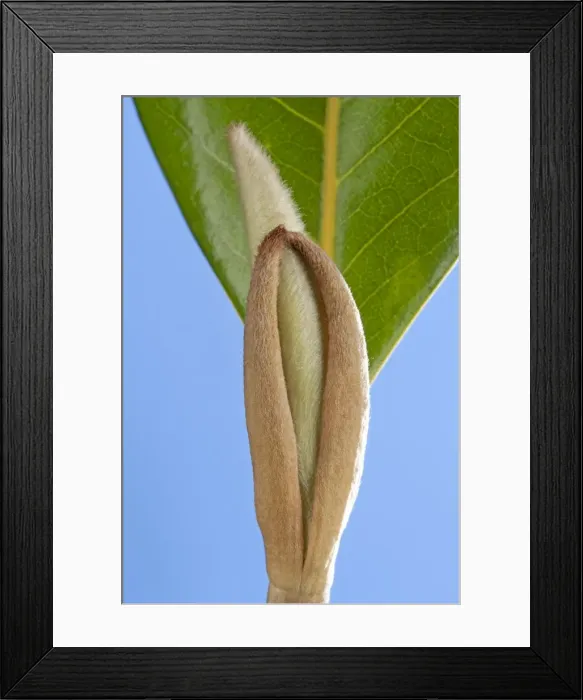 Framed Print : Picture No. 10891029 Framed Print : Picture No. 10891029