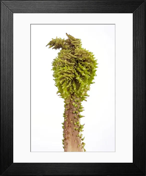 Framed Print : Picture No. 10891035 Framed Print : Picture No. 10891035