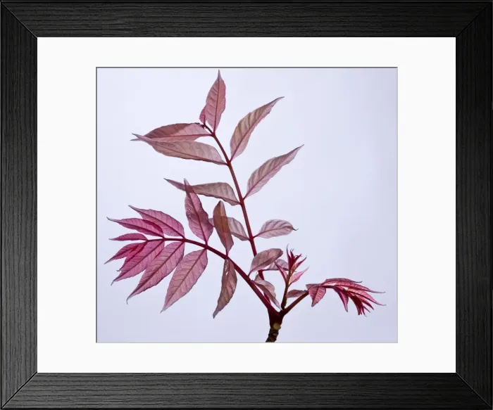 Framed Print : Picture No. 10891032 Framed Print : Picture No. 10891032