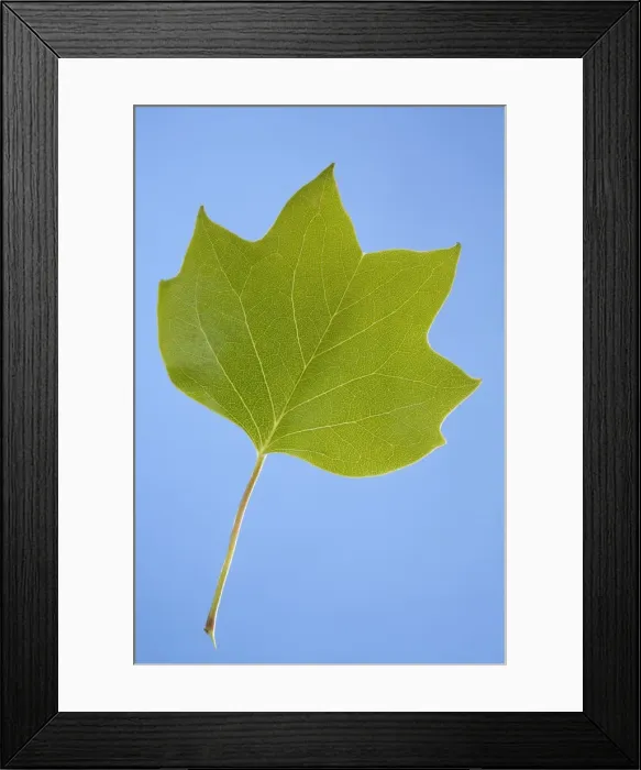 Framed Print : Picture No. 10891030 Framed Print : Picture No. 10891030