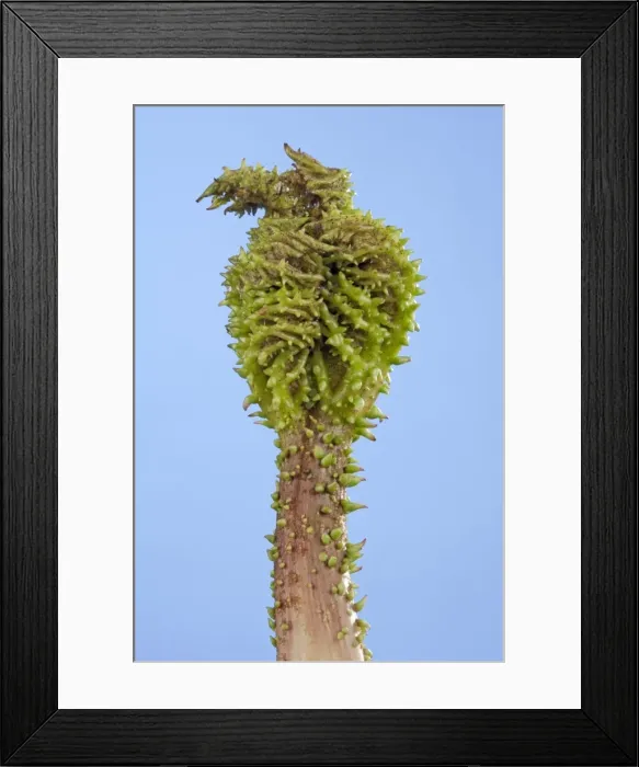 Framed Print : Picture No. 10891036