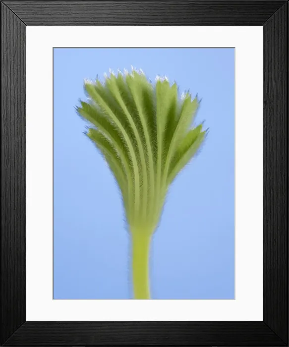 Framed Print : Picture No. 10891037 Framed Print : Picture No. 10891037