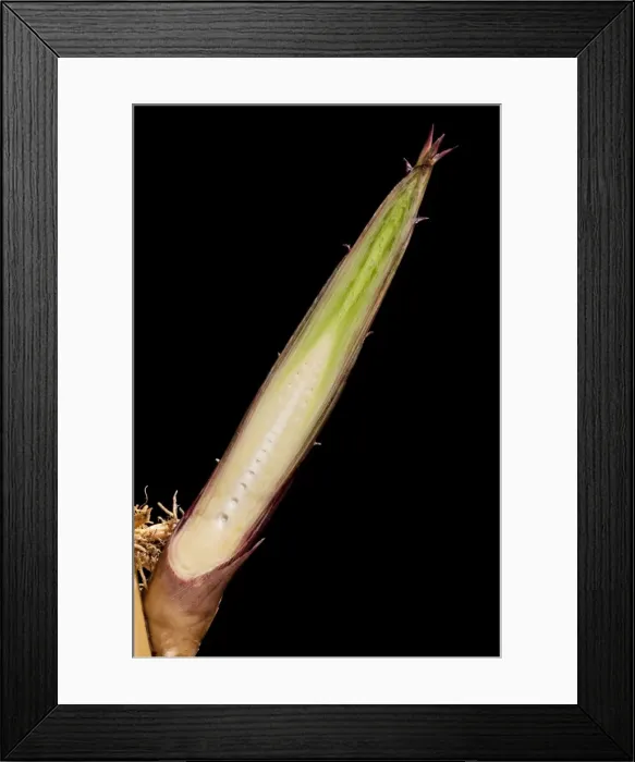 Framed Print : Picture No. 10891041 Framed Print : Picture No. 10891041