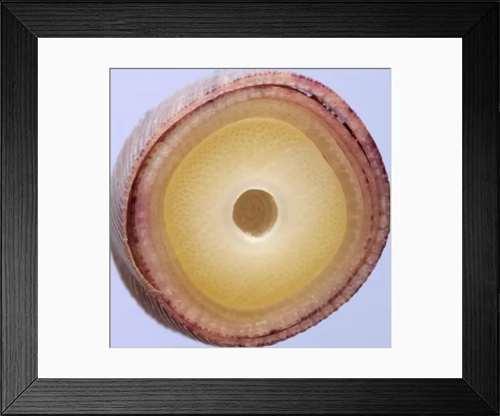 Framed Print : Picture No. 10891042 Framed Print : Picture No. 10891042