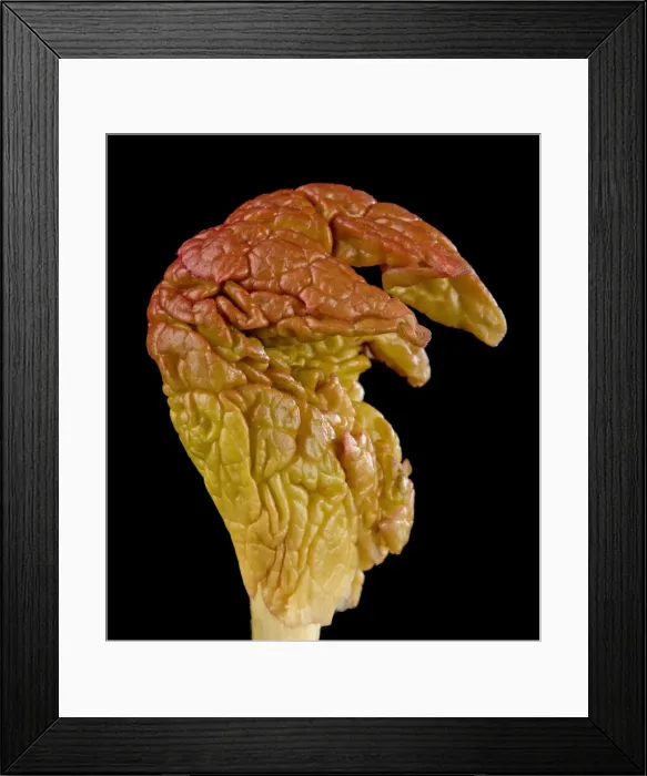 Framed Print : Picture No. 10891038 Framed Print : Picture No. 10891038