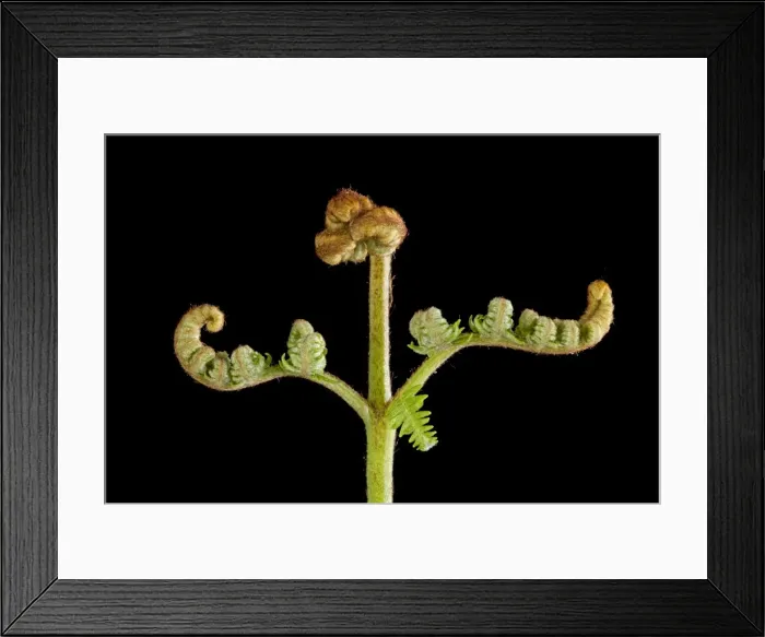 Framed Print : Picture No. 10891044 Framed Print : Picture No. 10891044
