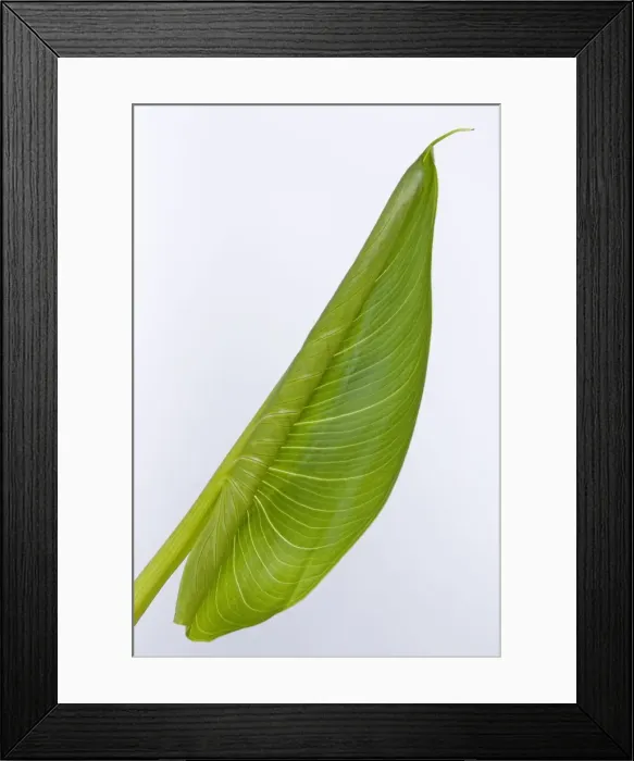 Framed Print : Picture No. 10891040 Framed Print : Picture No. 10891040
