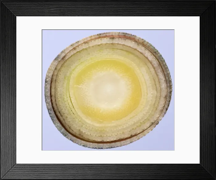 Framed Print : Picture No. 10891043 Framed Print : Picture No. 10891043