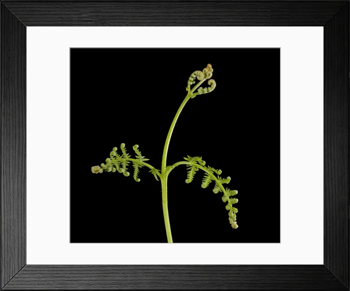Framed Print : Picture No. 10891047 Framed Print : Picture No. 10891047