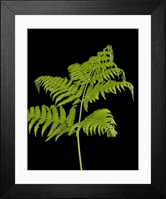 Framed Print : Picture No. 10891049 Framed Print : Picture No. 10891049
