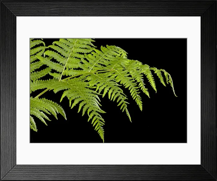 Framed Print : Picture No. 10891046 Framed Print : Picture No. 10891046