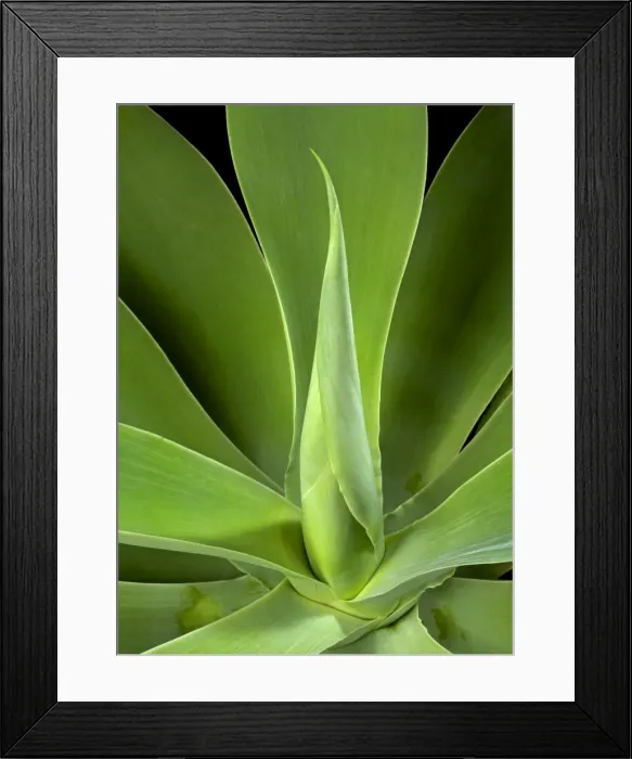 Framed Print : Picture No. 10891051 Framed Print : Picture No. 10891051