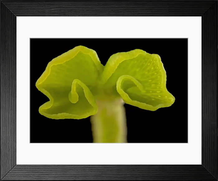 Framed Print : Picture No. 10891052 Framed Print : Picture No. 10891052