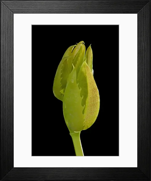 Framed Print : Picture No. 10891054 Framed Print : Picture No. 10891054