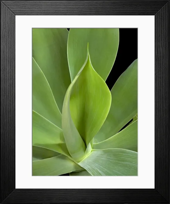 Framed Print : Picture No. 10891050 Framed Print : Picture No. 10891050
