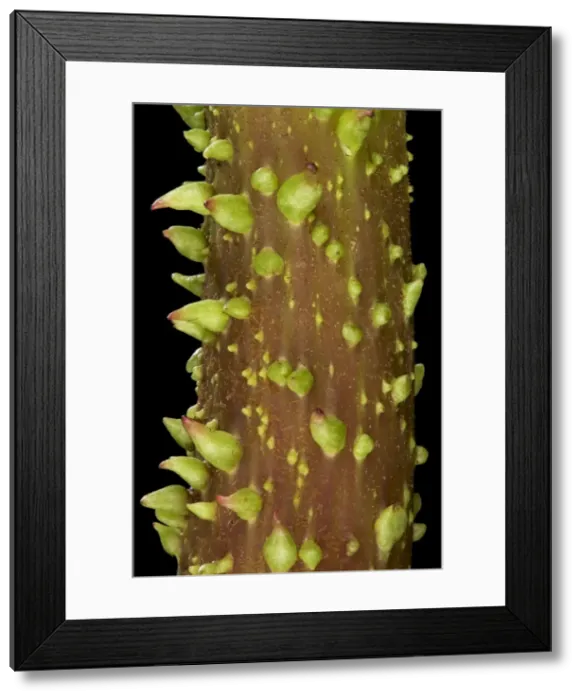 Framed Print : Picture No. 10891053 Framed Print : Picture No. 10891053