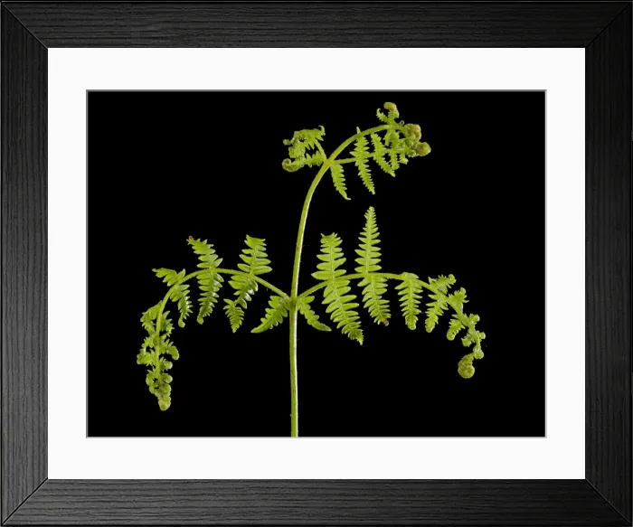 Framed Print : Picture No. 10891048 Framed Print : Picture No. 10891048