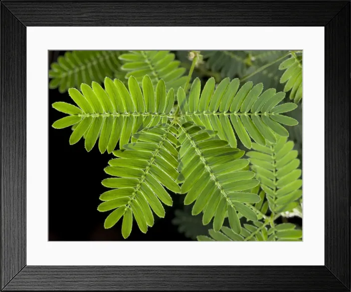 Framed Print : Picture No. 10891057 Framed Print : Picture No. 10891057