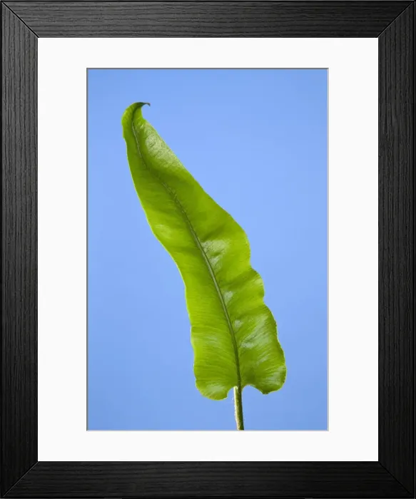 Framed Print : Picture No. 10891065 Framed Print : Picture No. 10891065