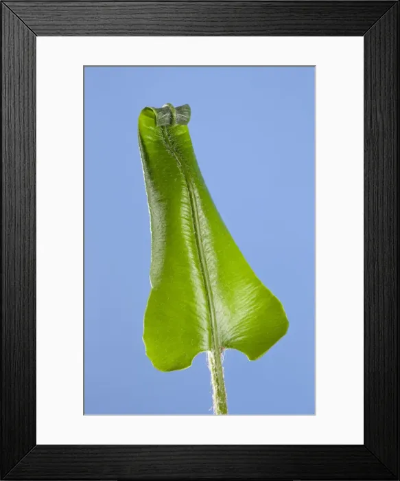 Framed Print : Picture No. 10891064 Framed Print : Picture No. 10891064