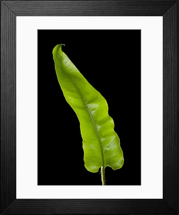 Framed Print : Picture No. 10891066