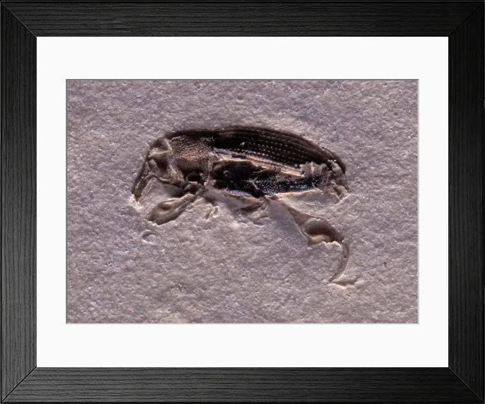 Framed Print : Picture No. 10891068 Framed Print : Picture No. 10891068