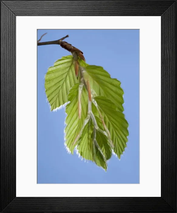 Framed Print : Picture No. 10891067 Framed Print : Picture No. 10891067