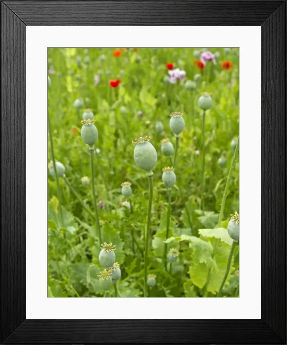 Framed Print : Picture No. 10891119 Framed Print : Picture No. 10891119