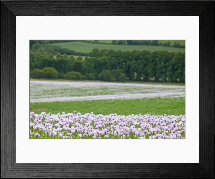 Framed Print : Picture No. 10891124 Framed Print : Picture No. 10891124