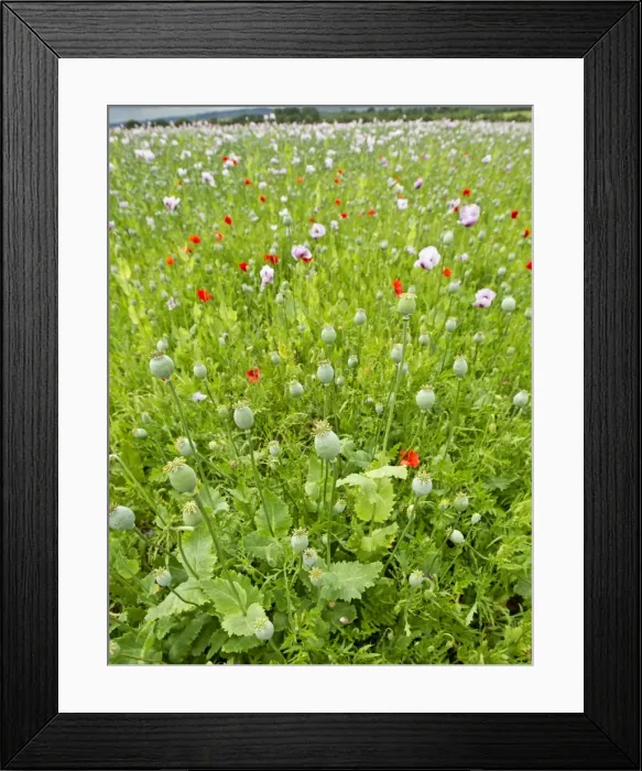 Framed Print : Picture No. 10891118 Framed Print : Picture No. 10891118
