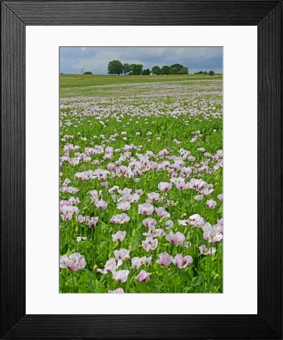 Framed Print : Picture No. 10891123 Framed Print : Picture No. 10891123