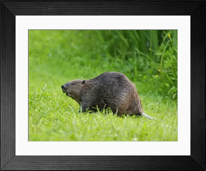 Framed Print : Picture No. 10891138