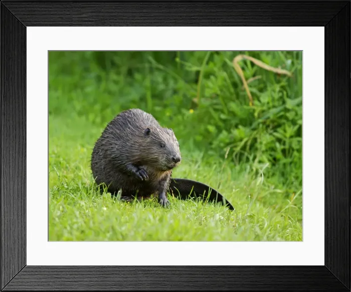 Framed Print : Picture No. 10891139 Framed Print : Picture No. 10891139