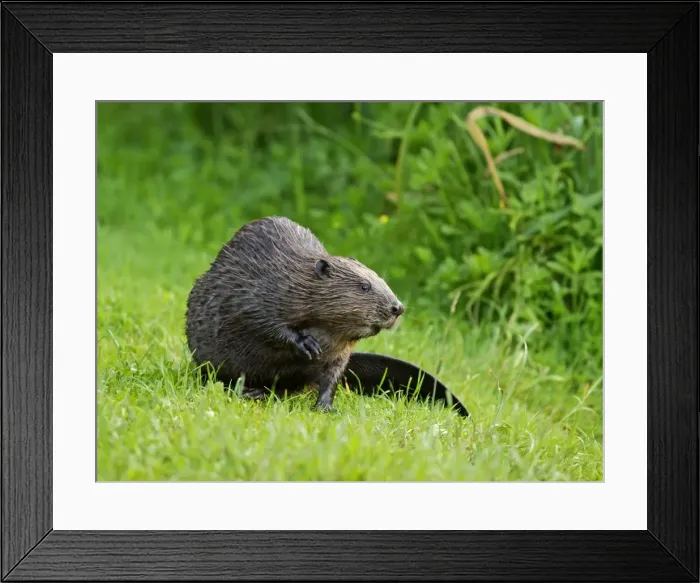 Framed Print : Picture No. 10891140 Framed Print : Picture No. 10891140