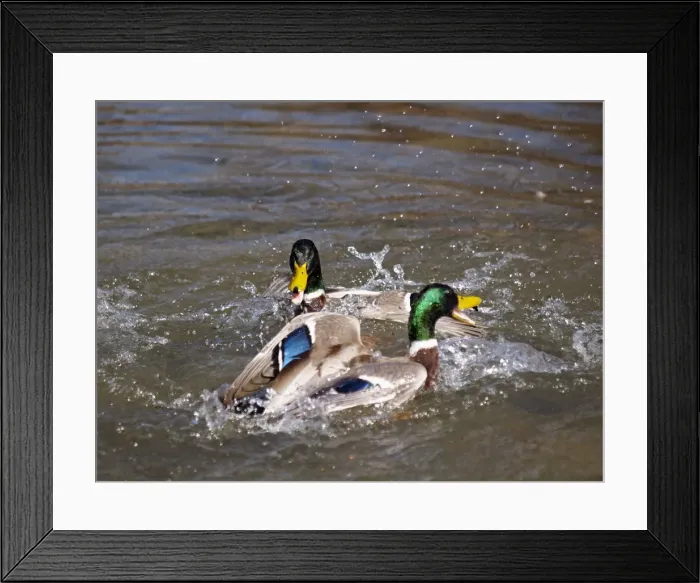 Framed Print : Picture No. 10891145 Framed Print : Picture No. 10891145