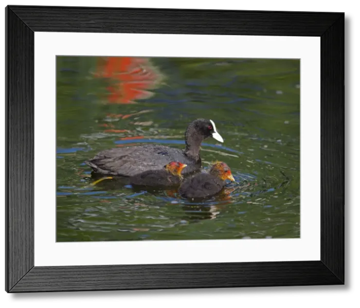 Framed Print : Picture No. 10891142 Framed Print : Picture No. 10891142