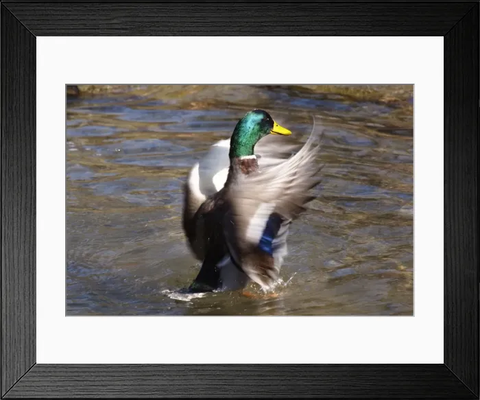 Framed Print : Picture No. 10891144