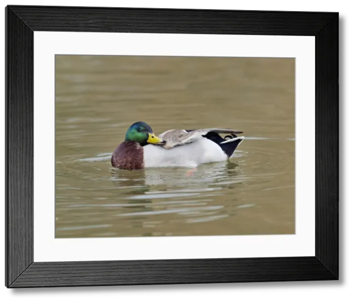 Framed Print : Picture No. 10891147 Framed Print : Picture No. 10891147