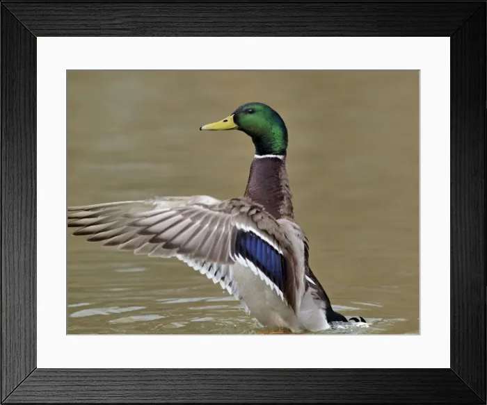 Framed Print : Picture No. 10891148 Framed Print : Picture No. 10891148