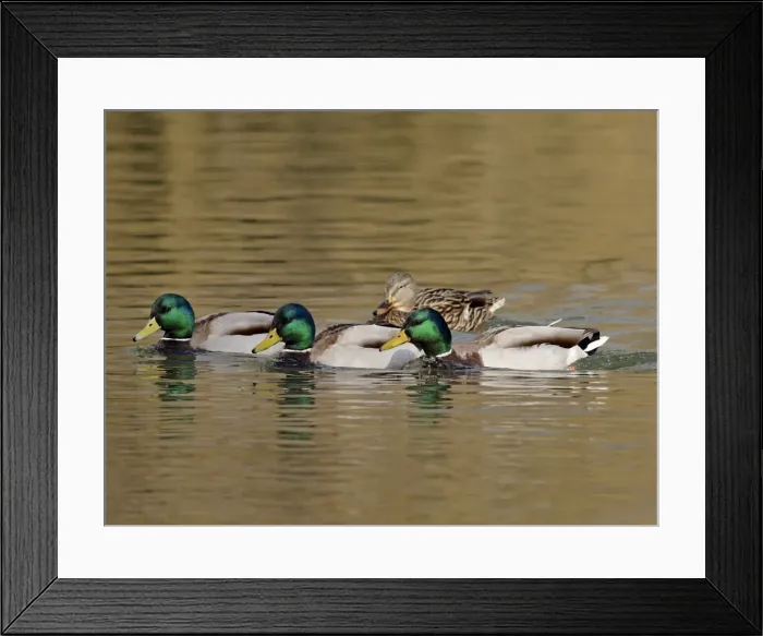 Framed Print : Picture No. 10891146