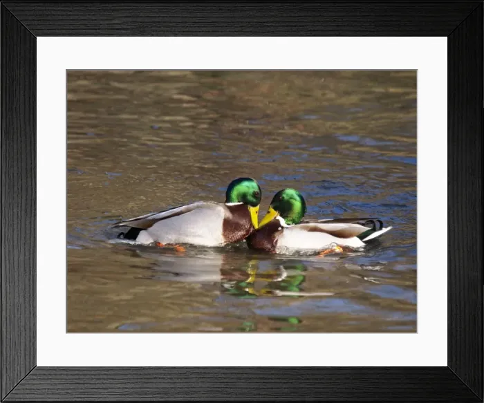 Framed Print : Picture No. 10891149 Framed Print : Picture No. 10891149
