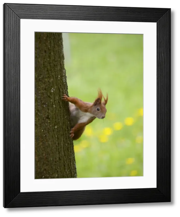 Framed Print : Picture No. 10891143 Framed Print : Picture No. 10891143